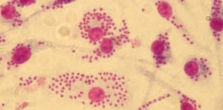 Study: Researchers in medicinal chemistry and parasitology develop an innovative strategy to identify leishmanicidal molecules — (Details)