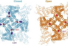 Research: 3D images of a skin molecule involved in temperature sensation could lead to new treatments for skin diseases —