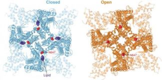 Research: 3D images of a skin molecule involved in temperature sensation could lead to new treatments for skin diseases —
