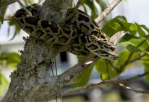 Research: Genetic analysis of Florida’s invasive pythons reveals a tangled family tree —