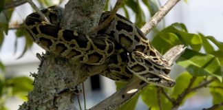 Research: Genetic analysis of Florida’s invasive pythons reveals a tangled family tree —