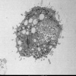 Study: How the cholera bacterium survives water predators — (Details)