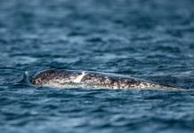 Research: Beluga whales and narwhals go through menopause —