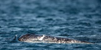 Research: Beluga whales and narwhals go through menopause —