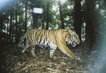 Research: Serial criminals could help save tigers —