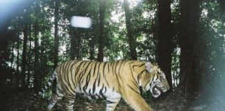 Research: Serial criminals could help save tigers —