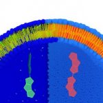 Study: Measuring the tension of a cell with a molecule — (Details)