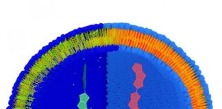 Study: Measuring the tension of a cell with a molecule — (Details)
