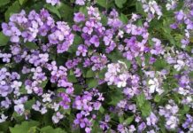 Research: Serendipitous discovery may lead to eco-friendly lubricant —