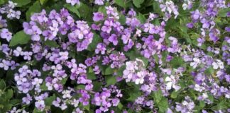 Research: Serendipitous discovery may lead to eco-friendly lubricant —