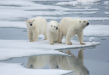 Offbeat: Stockholm Convention having impact —