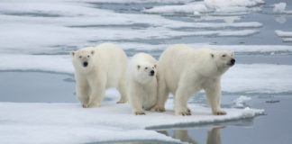 Offbeat: Stockholm Convention having impact —