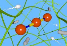 Research: Can ‘microswimmers’ swim through jelly? Simple model for how microscopic swimming organisms swim through structured fluids —