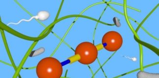 Research: Can ‘microswimmers’ swim through jelly? Simple model for how microscopic swimming organisms swim through structured fluids —