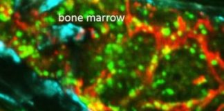 Study: Study suggests immune cells rush through channels to get to injured tissue quickly — (Details)