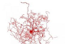 Research: ‘Rosehip’ neurons not found in rodents, may be involved in fine-level control between regions of the human brain —