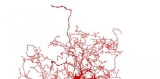 Research: ‘Rosehip’ neurons not found in rodents, may be involved in fine-level control between regions of the human brain —