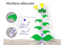 Research: Metabolites in above-ground parts of a plant reveal a plant’s successful mutualism with mycorrhizal fungi —