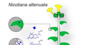 Research: Metabolites in above-ground parts of a plant reveal a plant’s successful mutualism with mycorrhizal fungi —