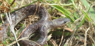 Research: Remote islands harbor higher numbers of non-native species —