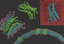 Tech: Scientists alter membrane proteins to make them easier to study — (Report)