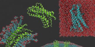 Tech: Scientists alter membrane proteins to make them easier to study — (Report)