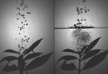 Tech: Using a simple mesh screen may allow farmers to dramatically reduce the amount of pesticides they spray — (Report)