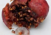 Research: New phase proposed in the relationship between figs and wasps —