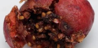 Research: New phase proposed in the relationship between figs and wasps —