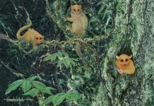 Research: Three previously unknown ancient primates identified —