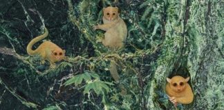 Research: Three previously unknown ancient primates identified —