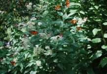 Research: Migrating monarch butterflies that mix with year-round residents have higher rates of parasite infection —