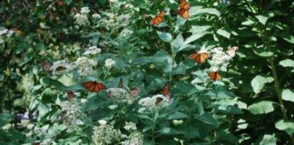 Research: Migrating monarch butterflies that mix with year-round residents have higher rates of parasite infection —