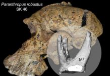 Research: The splay of tooth roots reveals how South African hominins, Australopithecus africanus and Paranthropus robustus, chewed their food —