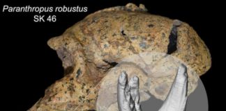 Research: The splay of tooth roots reveals how South African hominins, Australopithecus africanus and Paranthropus robustus, chewed their food —