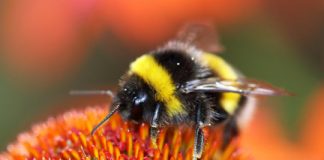 Research: The more pesticides bees eat, the more they like them —