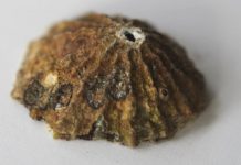 Research: Bioengineers unveil surprising sensory and self-healing abilities of seashore creatures —