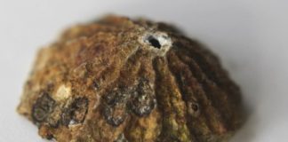 Research: Bioengineers unveil surprising sensory and self-healing abilities of seashore creatures —