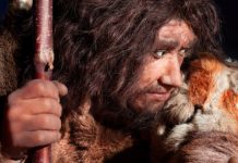 Research: Cold climates contributed to the extinction of the Neanderthals —