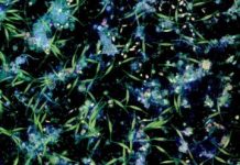 Research: Microplastics aggregate with natural particles —