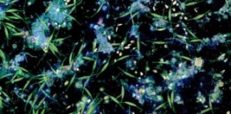 Research: Microplastics aggregate with natural particles —