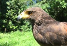 Research: Color vision makes birds of prey successful hunters —