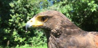 Research: Color vision makes birds of prey successful hunters —