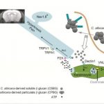 Study: Dectin-1-mediated pain is critical for the resolution of fungal inflammation — (Details)