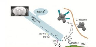 Study: Dectin-1-mediated pain is critical for the resolution of fungal inflammation — (Details)