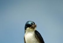 Research: How does agriculture affect vulnerable insect-eating birds? —