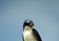 Research: How does agriculture affect vulnerable insect-eating birds? —