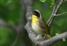 Research: A better way to count boreal birds —