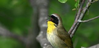 Research: A better way to count boreal birds —