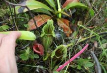 Research: An ocean apart, carnivorous pitcher plants create similar communities —